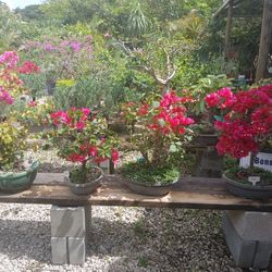 Bougainvillea Bonsais Blooming From $110🌺