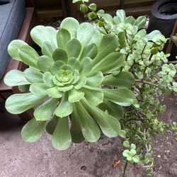 3 Separate Pots With Succulents