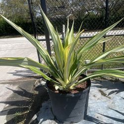 25 Gallons Agave False - Low Maintenance Statement Succulent