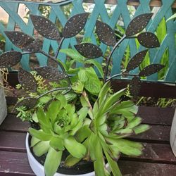 Garden Decoration Whis Plants Succulent 