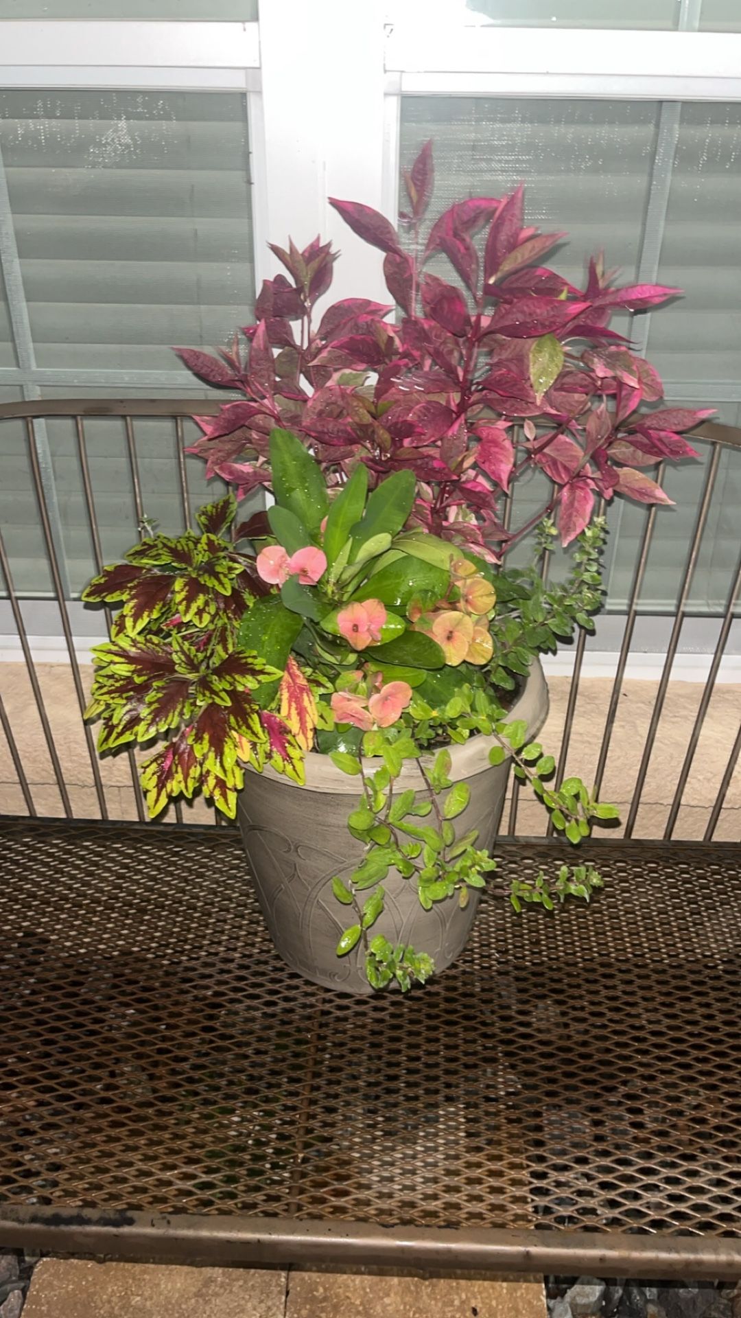 Beautiful Plant 🪴 Arrangement