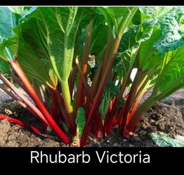 Rhubarb Victoria Seeds 300