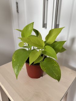 Neon Pothos in a nursery pot