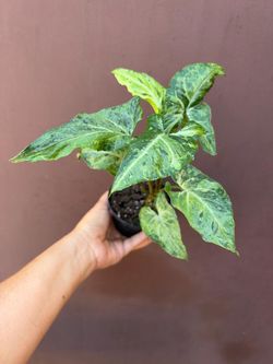 4” syngonium green freckles mutation