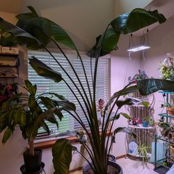 Birds Of Paradise (Strelitzia) 