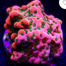 Saltwater Aquarium Decoration Coral