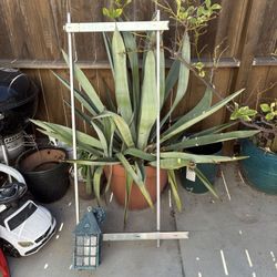 Range Of Large Plants And Pots Available