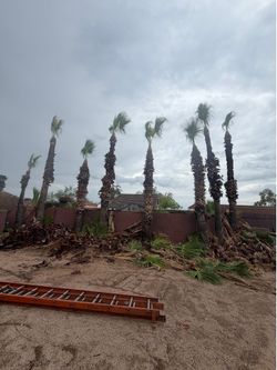 Trees an palms