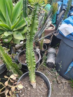 Euphorbia plant
