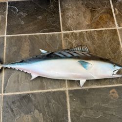 Mackerel Tuna Replica