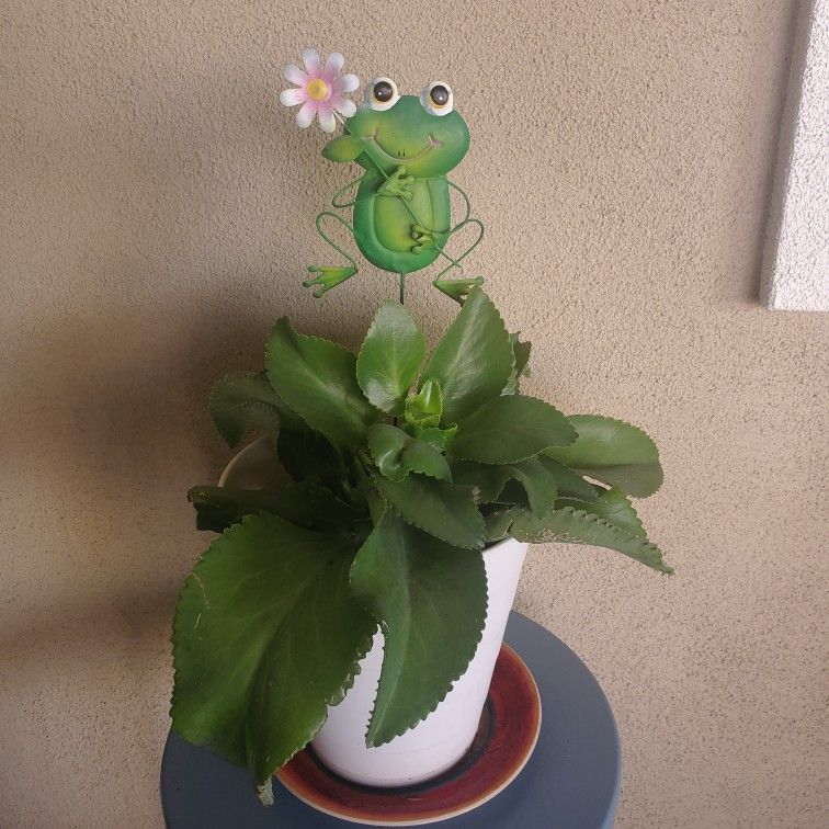 Mother Of 1,000's Plant In 11" Pot