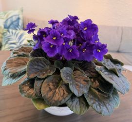 Indoor Plant - African Violet