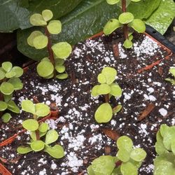 Elephant Bush Plants