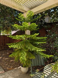 Norfolk Island Pine Tree