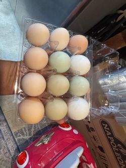 Fresh eggs