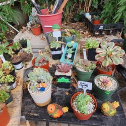 PLANT SALE THIS WEEK. SKYLINE SUCCULENTS OF SAN LORENZO