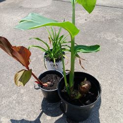 Live Plants