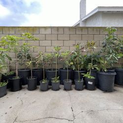 Selling Avocado Trees ! Prices Vary $20 - $70