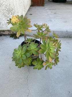 Kiwi Succulent