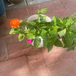 Zinnias,tomato’s And midnight Flowers