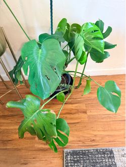 Big Live Monstera Deliciosa live plant