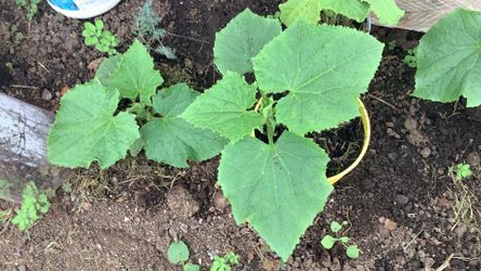 Organic cumber plant pickle and