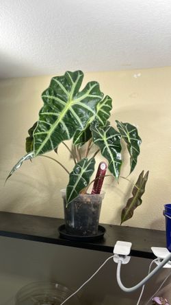 Alocasia