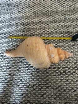 Extra large conch seashell