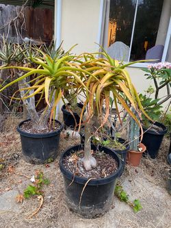 Tree aloe in 20 gallon pot