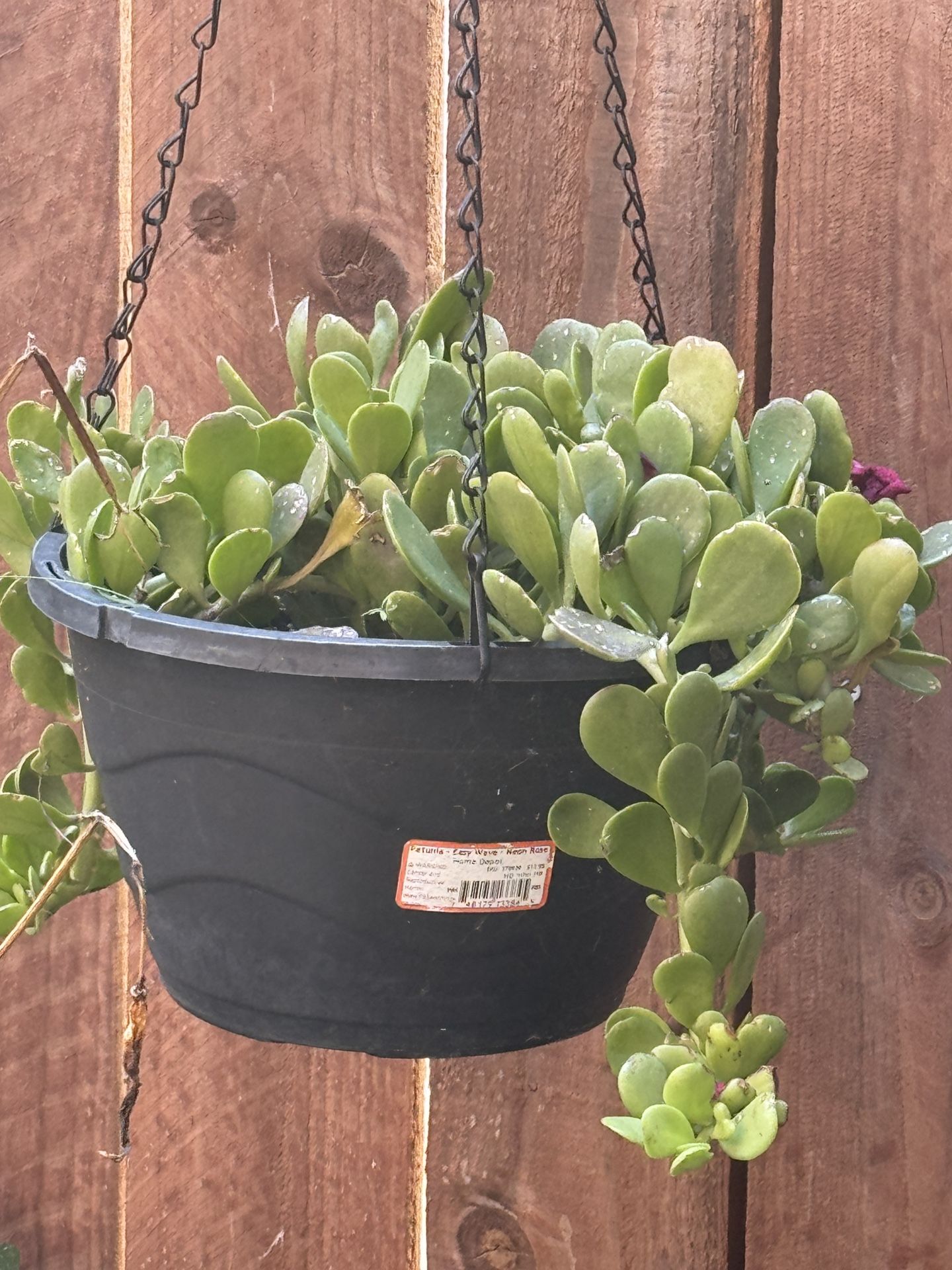 Trailing Jade - Senecio jacobsenii 