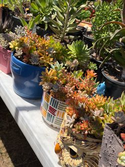 Succulents Plants 🪴