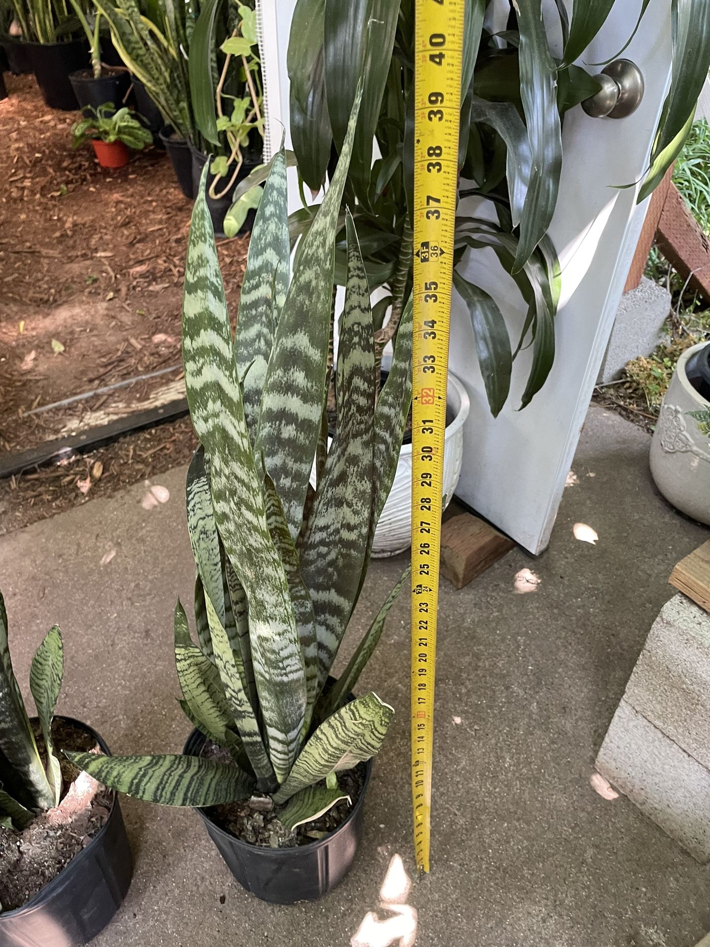 Premium***3ft Tall Snake Plant (10” Pot), Baby Plant Sprouting, Exact 2 Plants, Now$59each Or Both For $110 (price Firm) 95820