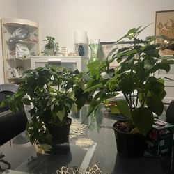 Plant Set 