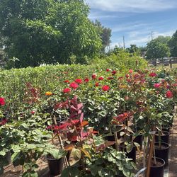 Rose Trees For sale
