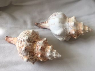 2 SEA SHELL ~ for Aquarium - Home Garden Office Decor Decoration -