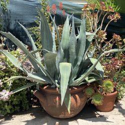 Large Blue Agave