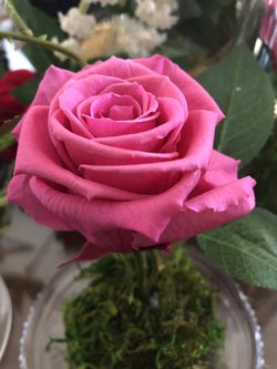 Preserved rose all glass dome