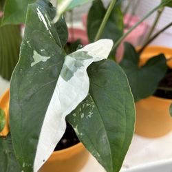 Syngonium Albo Variegated Arrow Head Rare Live Plant Houseplant - 10 each