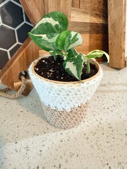 Variegated Pothos in Woven Pot