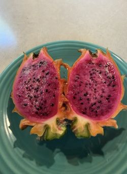 Frankie’s Red Dragon Fruit Rooted Cutting