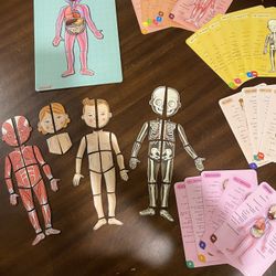 Janod Learning About the Body Magnets from Juratoys - Multiple Languages