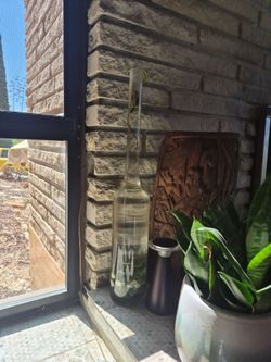 26.5"  glass bottle for plants
