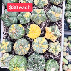 $30 Each Astrophytum Variegated Cactus 