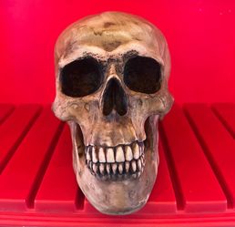 Realistic Human Skull Replica Prop