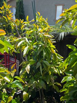 25 Gallons Avocado Trees