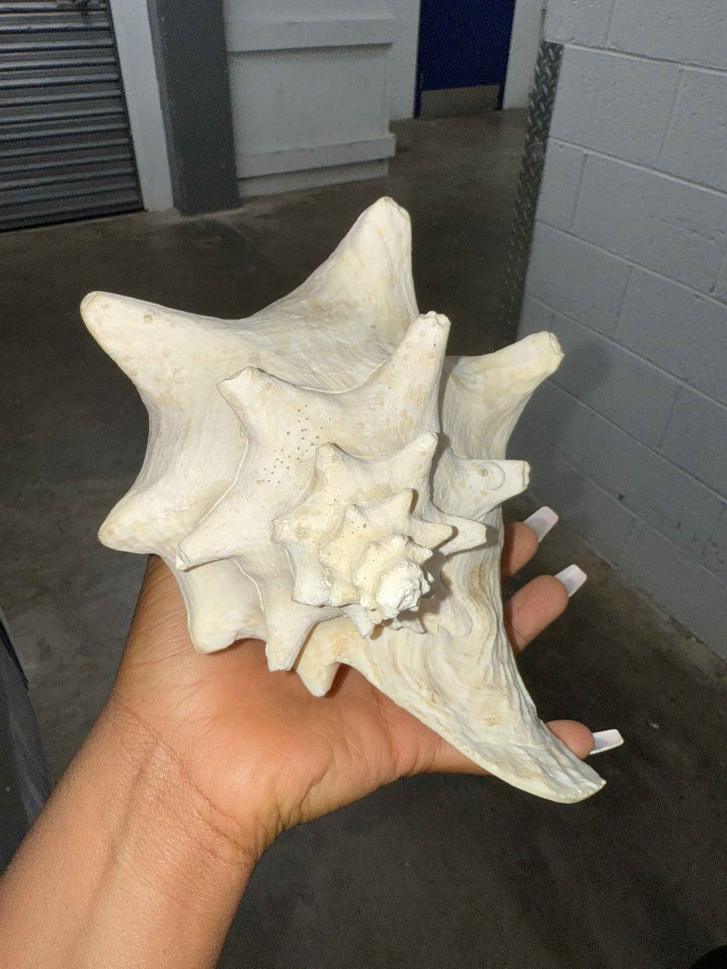 Large Queen Conch Shell Pink Ocean Vintage Seashell .