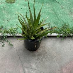 Aloe Vera Plants And Agave