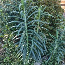 The Mole Plant 'Euphorbia lathyris' - GOPHER SPURGE