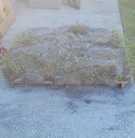 Free Leftover Bahia Sod