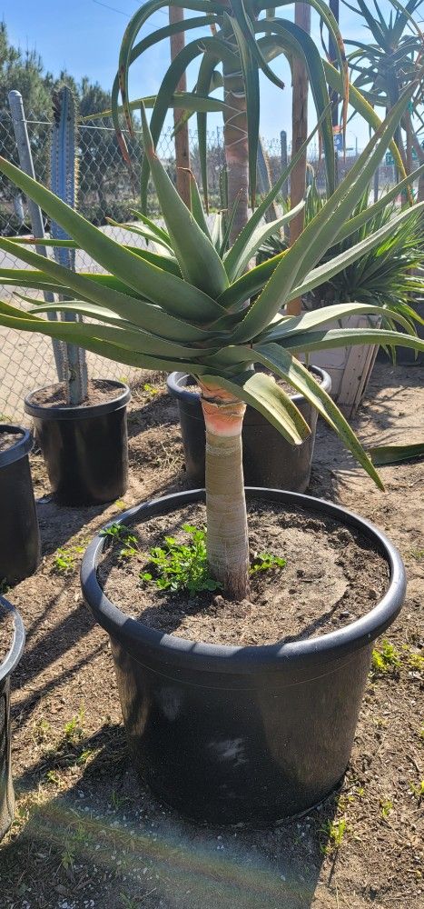 Aloe Hercules